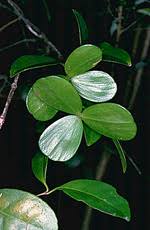 Image result for Hippocratea