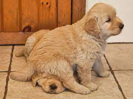 So Cuttteeee Puppy Sitting Cute Animals Retriever Puppy