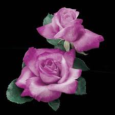 For example, the amesha spentas, the six divine beings created by ahura mazdā (wise lord, god) according to the gathas of zarathustra, function as archangels and are considered as such in middle persian zoroastrian writings. Angel Face Floribunda Rose Gurney S Seed Nursery Co
