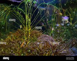 Image result for Aponogeton stuhlmannii