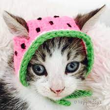 Hats For Cats Hat For Cat Crochet Cat Hat Hats For Cats