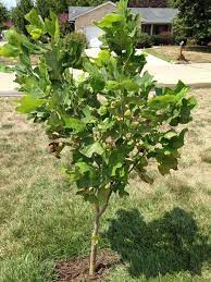 Train the tree when it is young to the form you wish. Tulip Tree Pruning