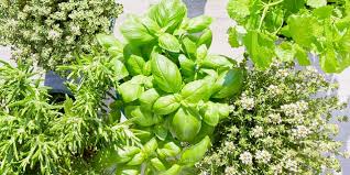A Guide To Growing Herbs Grow Your Own Herbs
