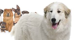 The best way to determine the temperament of a mixed breed is to look up all breeds in the cross and understand that you can get any combination of the characteristics found in either breed. Great Pyrenees Mixes We Show You All The Shapes And Sizes
