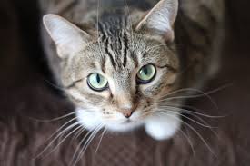 Some scientists believe that cat purrs may have healing powers. Cat S Purr The Healing Power Nobody Knows About Petcarerx