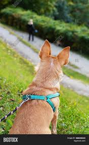 Maybe you would like to learn more about one of these? Small Dog Pointy Ears Image Photo Free Trial Bigstock