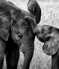Baby Black And White Elephant Pictures Elephants Give New Meaning To The Phrase It Takes A Village To Raise A Child The Baby Ends Up With An Entire Herd Elephant Baby Elephant World Elephant Day