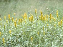 Image result for Solidago simplex