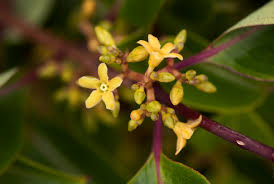 Image result for Cryptolepis cryptolepioides