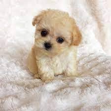 $700 ( long beach / 562 ) pic hide this posting restore restore this posting. Teacup Maltipoos For Sale Top 8 Breeders 2021 We Love Doodles