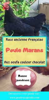 Des Oeufs Marrons Chocolat Quel Poule Les Pond Poule Marans Poule Races De Poules Pondeuses