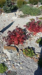 These dimensions make the lilla smoke bush a relatively large shrub compared to others, so it's best to keep this fact in mind since it will affect where you want to keep yours at home. Vorgarten Als Weitlaufiger Steingarten Im Vordergrund Steht Eine Zwergform Vom Rotlaubigen Peruckenstrauch Cotinu Steingarten Peruckenstrauch Staudengarten