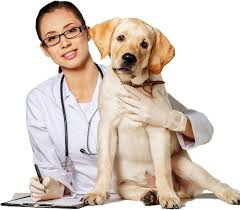 Vet care pet clinic pune maharashtra. Online Video Consultation With A Vet In Pune Vets