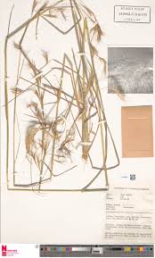 Image result for Andropogon fastigiatus