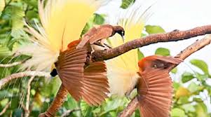The term could refer to an endemic species are often endangered, and particular examples may become a focus point for. Preventing The Extinction Of Endemic Species Outreach Magz Tempo Co