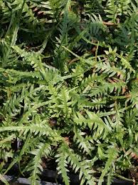 Image result for Asplenium holstii