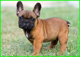 Pin Di Gambar Anjing Lucu