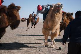 It's easy, just walk like a camel! Behold Mongolia S Camel Beauty Contest Npr