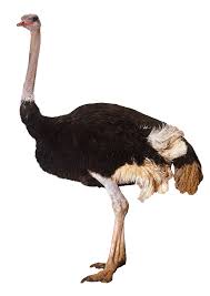 Bird That Looks Like An Ostrich Ostrich Standing Png Image Ostriches Ostrich Nature Birds