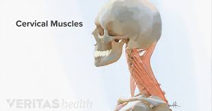 Muscles and ligaments work together to support the spine, hold it upright, and control movement during rest and activity. Neck Muscles And Other Soft Tissues