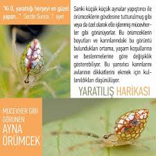Dunyanin En Ilginc Canlilari Adnan Oktar Flowers Http Adnanoktar Com Dunyanin En Ilginc Canlilari Beslenme Aynalar Ense