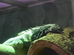 Large, mature female mexican (c. Ctenosaura Melanosterna Black Chested Spiny Tailed Iguana In Helsinki Zoo