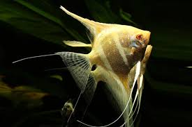White and red ranchu 20. Different Kinds Of Freshwater Angelfishes 2