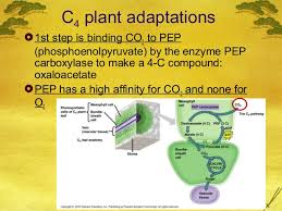 Ap Bio Ch 10 C3 C4 And Cam Plants