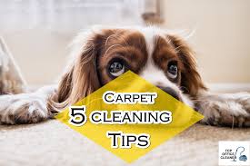 Steam cleaning carpets is a good practice to remove dirt and debris stuck deep in the carpet fibers. 5 Carpet Cleaning Tips Even A 5 Year Old Kid Can Do Top Office Cleaner