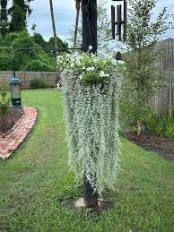 Image result for Dichondra