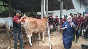 Bumn paramedik veteriner / bumn paramedik veteriner : 55 Mantri Hewan Lamteng Diberi Pelatihan Asisten Teknis Reproduksi Tribun Lampung