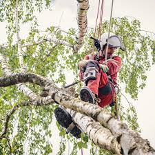 Top Tree Surgeon Cork - Professional & Affordable Tree Services