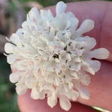 Image result for Scabiosa drakensbergensis