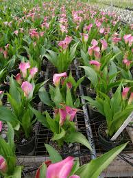 Maybe you would like to learn more about one of these? 4 5 Calla Lily Pink White S Nursery Greenhouses Inc Chesapeake Va 1 800 966 9969 Sales Whitesnursery Com Calla Lily Flower Field White Nursery