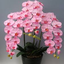 Send an orchid plant today! Indoor Balcony Office Rare Orchid Bonsais Phalaenopsis Orchids Bonsais Potted Flowers 50pcs Rare Orchids Orchid Seeds Phalaenopsis Orchid