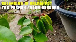 Check spelling or type a new query. Tips Tani Pohon Belimbing Di Dalam Pot Tak Pernah Berhenti Berbuah Cara Sendiri Mudah Di Tahun 2020 Nan Indah Jazz Indonesia