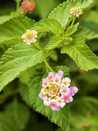Image result for Lantana angolensis