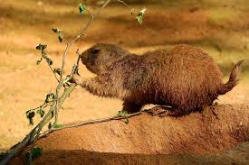 Image result for Cynomys ludovicianus obrázek