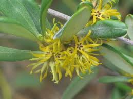 Image result for Secamone