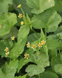 Image result for Galinsoga parviflora
