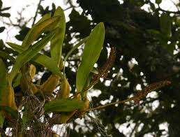 Image result for Bulbophyllum sandersonii