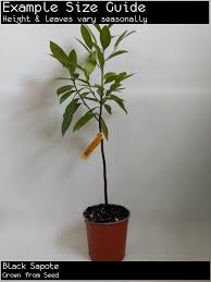 Check out this fruit tree pollination chart, right here! Perth Wa Fruit Trees Popular