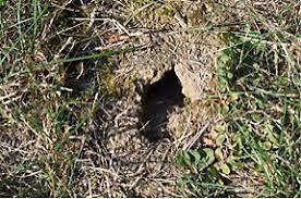 Mouse Hole In The Ground Digging Holes Mouse Hole Holes