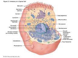Sponsored link you might be interest with others pictures of 6 animal cell labeled. Dr B Ch 02 Lecture Presentation