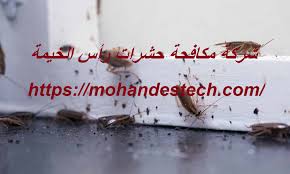 شركة مكافحة حشرات رأس الخيمة 0561484426 ركن الايمان 0561484426
