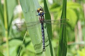 Dragonfly is led by principal investigator elizabeth turtle, who is based at the johns hopkins applied physics laboratory (apl) in laurel, maryland. Hairy Dragonfly Wikipedia