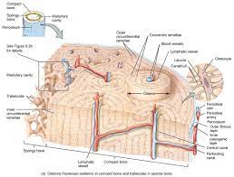Sep 25, 2019 · the spongy bone is made up of cells, known as osteocytes which lie in small cavities called lacunae. Osseous Tissue Anatomy Bones Biology Diagrams Human Anatomy Drawing