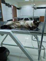 a little of everything kedi kisirlastirma cats animals dogs