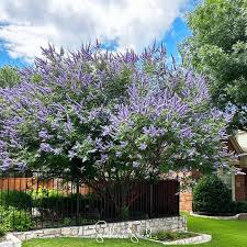 Image result for Vitex