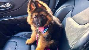 They are large in size and have very streamlined, athletic builds that make them both strong and agile. German Shepherd Puppies Compilation 2017 Youtube